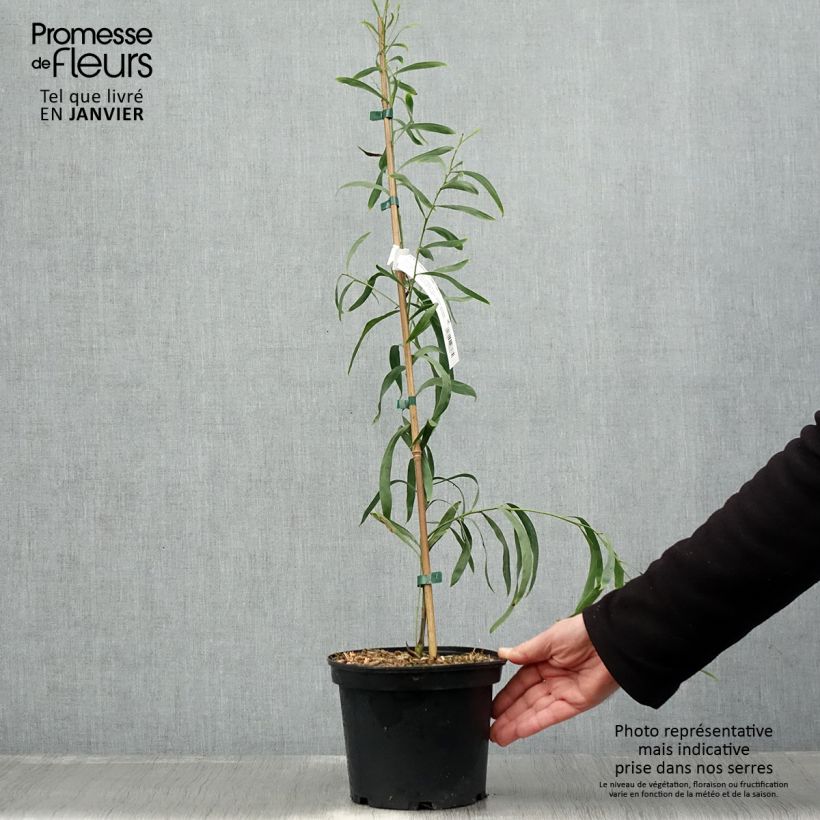 Acacia retinodes Lisette 2L/3L pot sample as delivered in winter