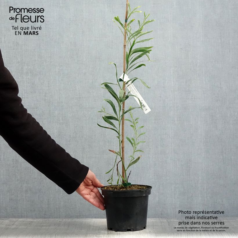 Acacia retinodes Lisette 2L/3L pot sample as delivered in spring