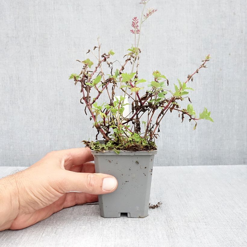 Mimulus cupreus Roter Kaiser 8/9 cm pot sample as delivered in autumn