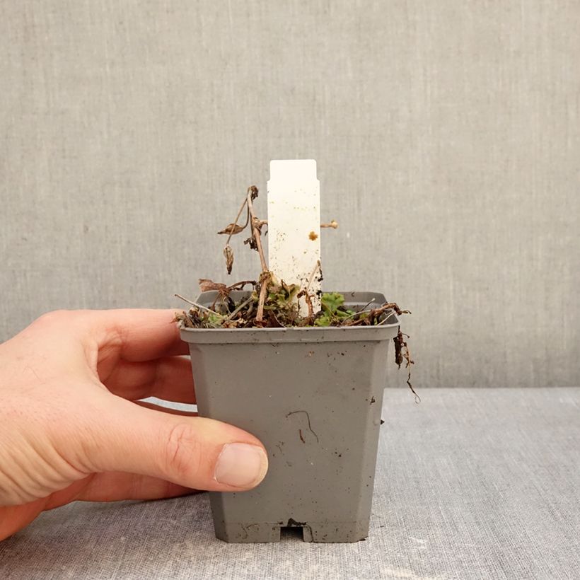 Mimulus cupreus Roter Kaiser 8/9 cm pot sample as delivered in winter