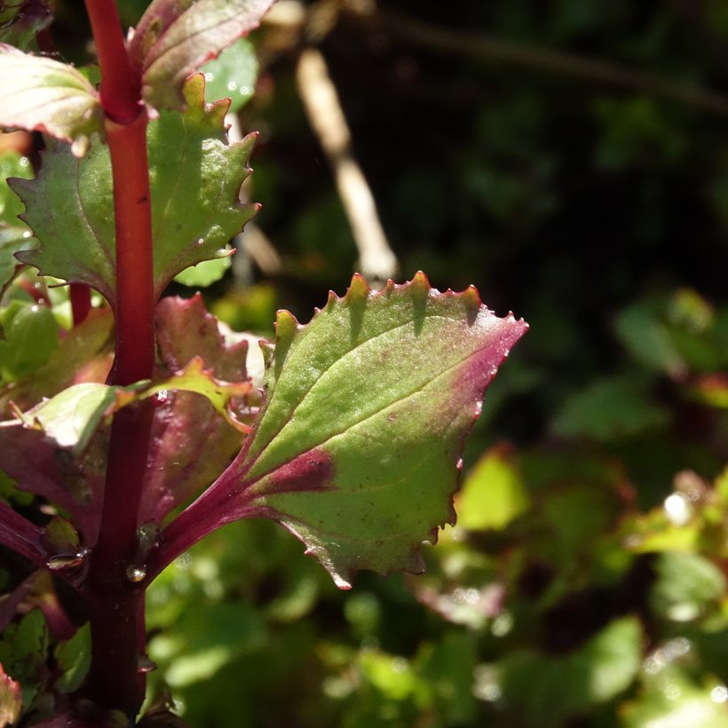 Mimulus cupreus Roter Kaiser (Foliage)