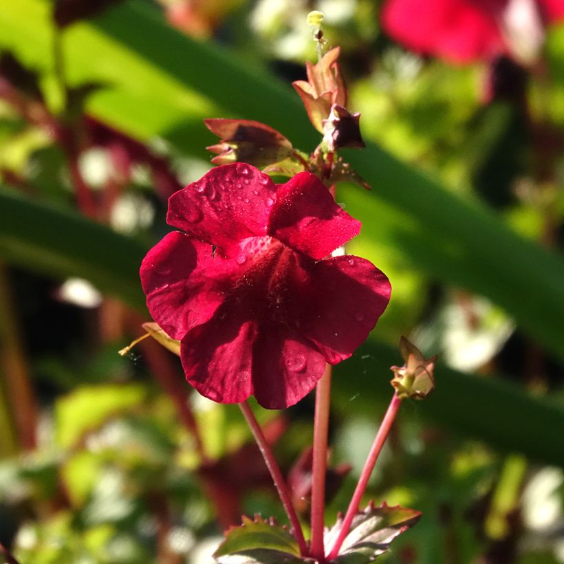 Mimulus cupreus Roter Kaiser (Flowering)