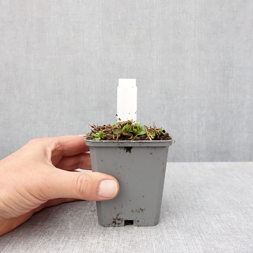 Mimulus cupreus Roter Kaiser 8/9 cm pot sample as delivered in spring