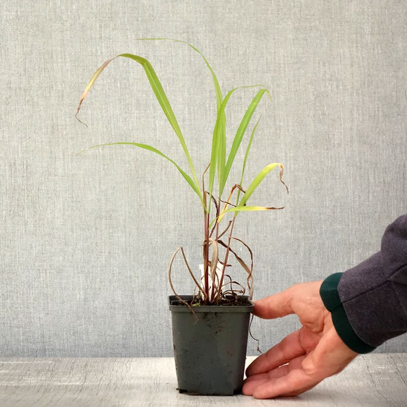 Miscanthus nepalensis 8/9 cm pot sample as delivered in autumn