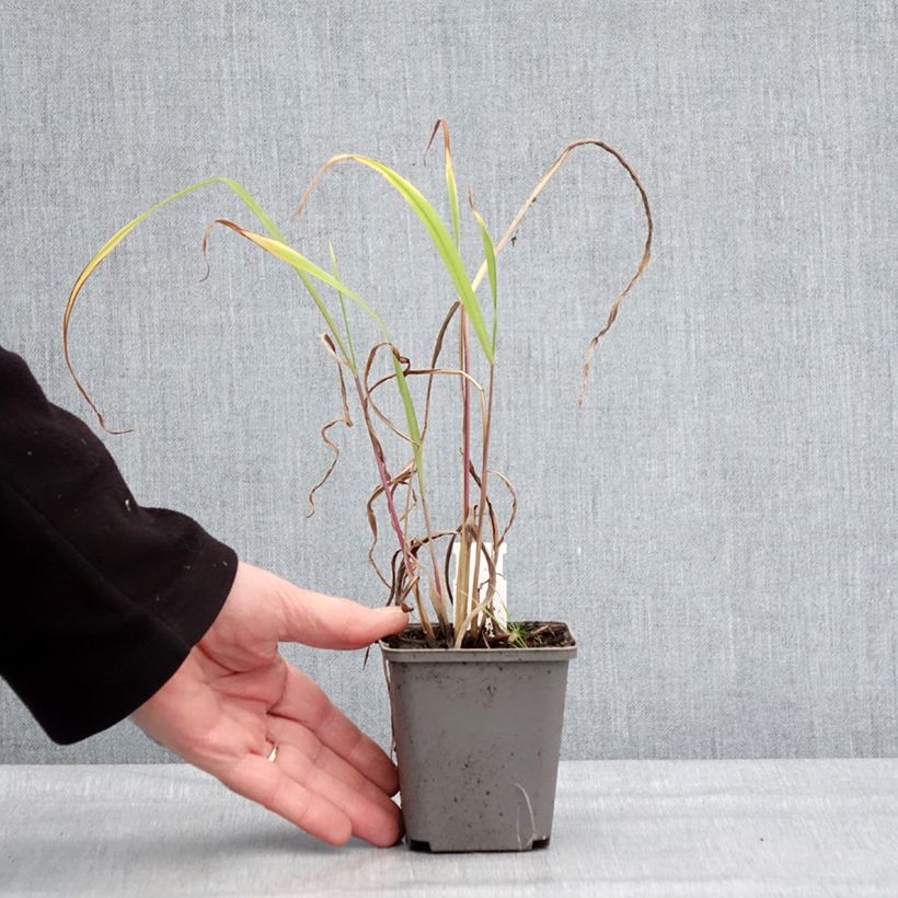 Miscanthus nepalensis 8/9 cm pot sample as delivered in winter