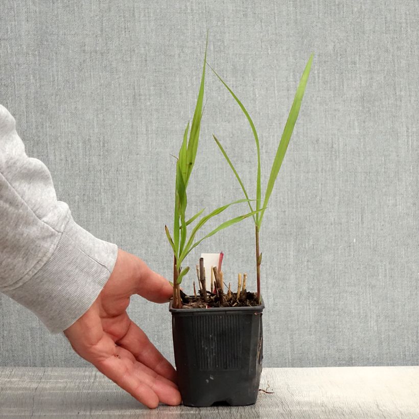 Miscanthus sacchariflorus 8/9 cm pot sample as delivered in spring