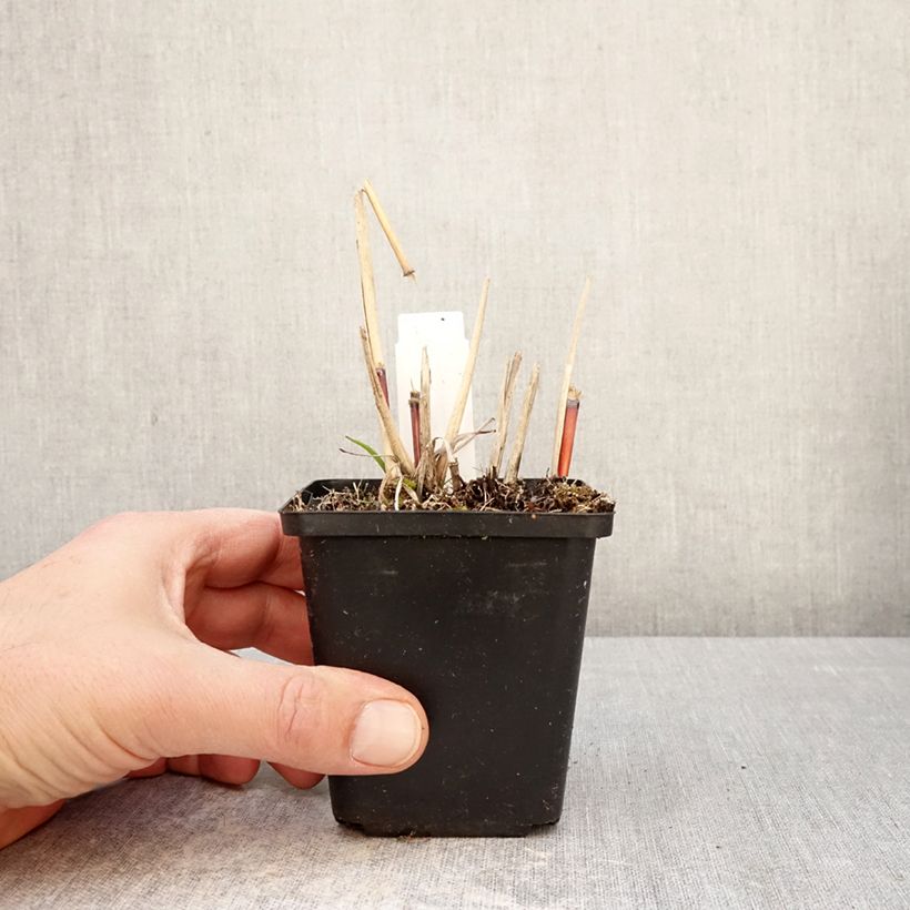 Miscanthus sinensis Afrika - Silvergrass 8/9 cm pot sample as delivered in spring