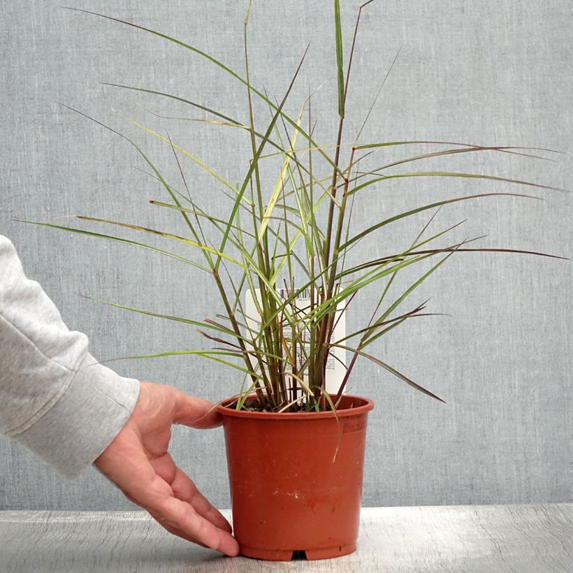 Miscanthus sinensis Aperitiv - Silvergrass 1L/1.5L pot sample as delivered in summer