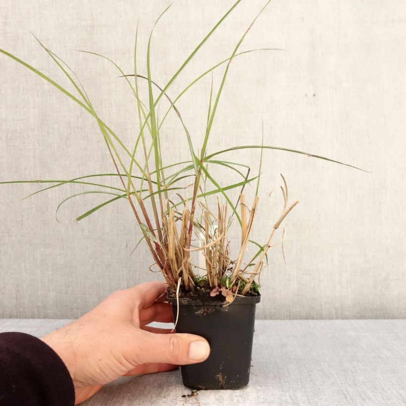 Miscanthus sinensis Aperitiv - Silvergrass 8/9 cm pot sample as delivered in spring