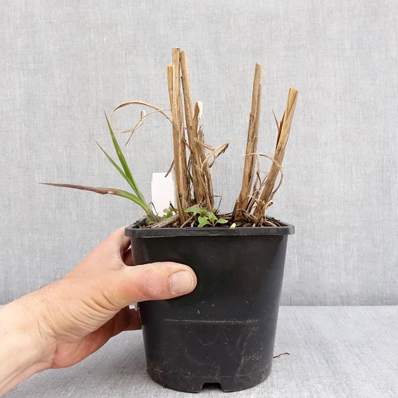 Miscanthus sinensis Boucle - Silvergrass 1.5L/2L pot sample as delivered in spring