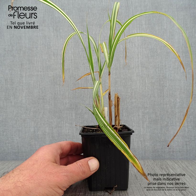 Miscanthus sinensis var. condensatus Cabaret - Silvergrass 8/9 cm pot sample as delivered in autumn
