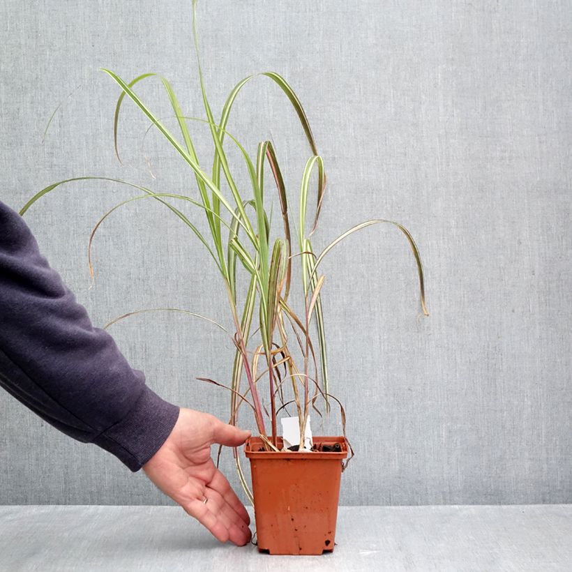 Miscanthus sinensis var. condensatus Cabaret - Silvergrass 1L/1.5L pot sample as delivered in autumn