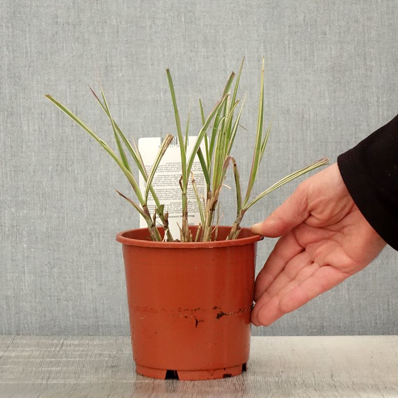 Miscanthus sinensis var. condensatus Cabaret - Silvergrass 1L/1.5L pot sample as delivered in spring