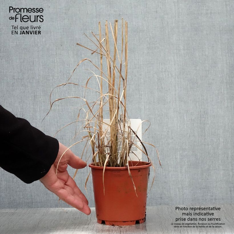 Miscanthus sinensis Ferner Osten - Silvergrass 1L/1.5L pot sample as delivered in winter