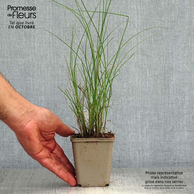 Miscanthus sinensis Flamingo - Silvergrass 8/9 cm pot sample as delivered in autumn