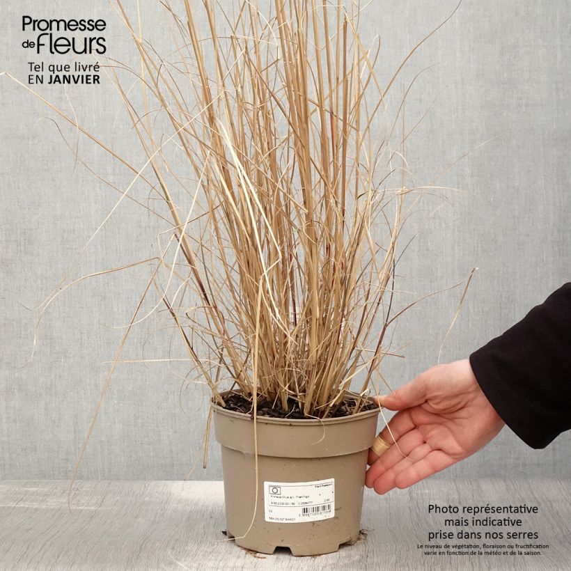 Miscanthus sinensis Flamingo - Silvergrass 2L/3L pot sample as delivered in winter