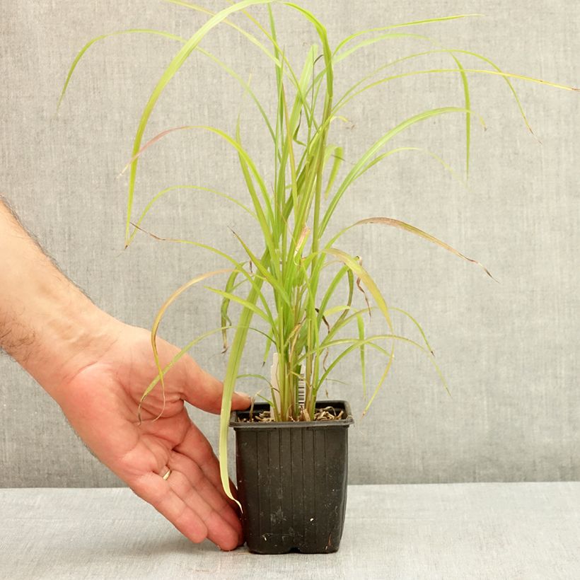 Miscanthus sinensis Ghana - Silvergrass 8/9 cm pot sample as delivered in summer
