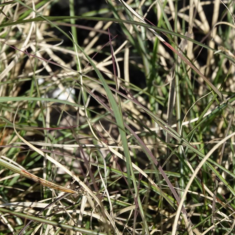 Miscanthus sinensis Gnome - Silvergrass (Foliage)