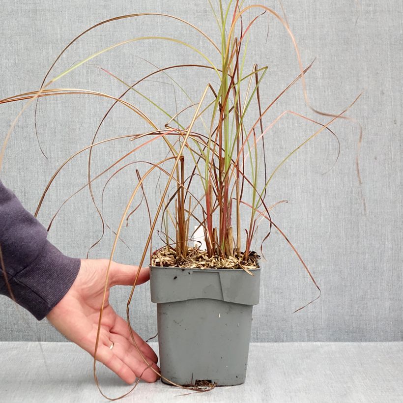 Miscanthus sinensis Gracillimus - Silvergrass 2L/3L pot sample as delivered in autumn