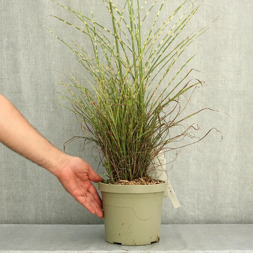Miscanthus sinensis Little Tiger - Eulalie, Roseau de Chine Pot de 3L/4L sample as delivered in summer