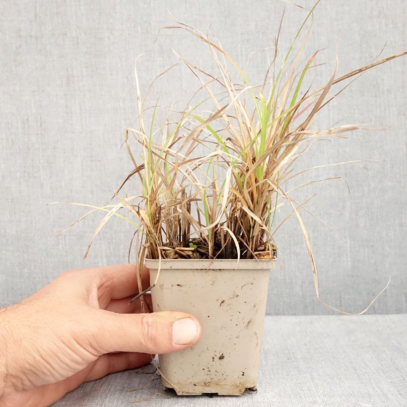 Miscanthus sinensis Little Zebra - Silvergrass 8/9 cm pot sample as delivered in autumn