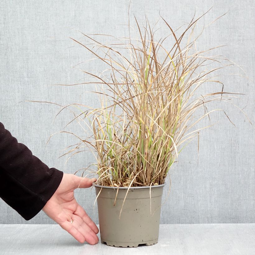 Miscanthus sinensis Little Zebra - Silvergrass 2L/3L pot sample as delivered in autumn