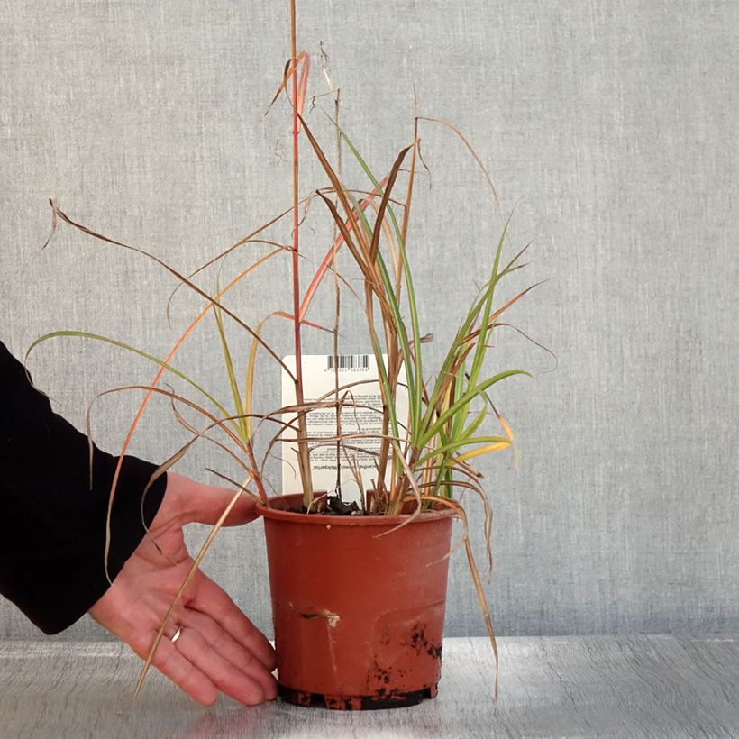 Miscanthus sinensis Malepartus - Silvergrass 1L/1.5L pot sample as delivered in autumn