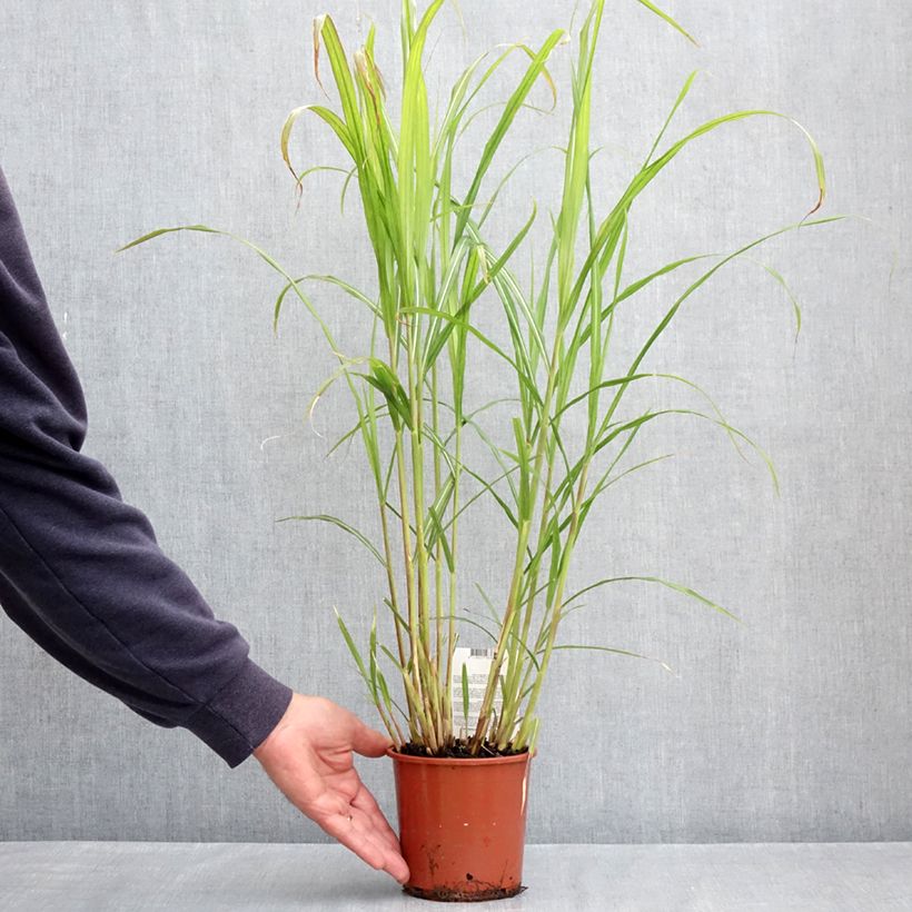 Miscanthus sinensis Malepartus - Silvergrass 1L/1.5L pot sample as delivered in spring