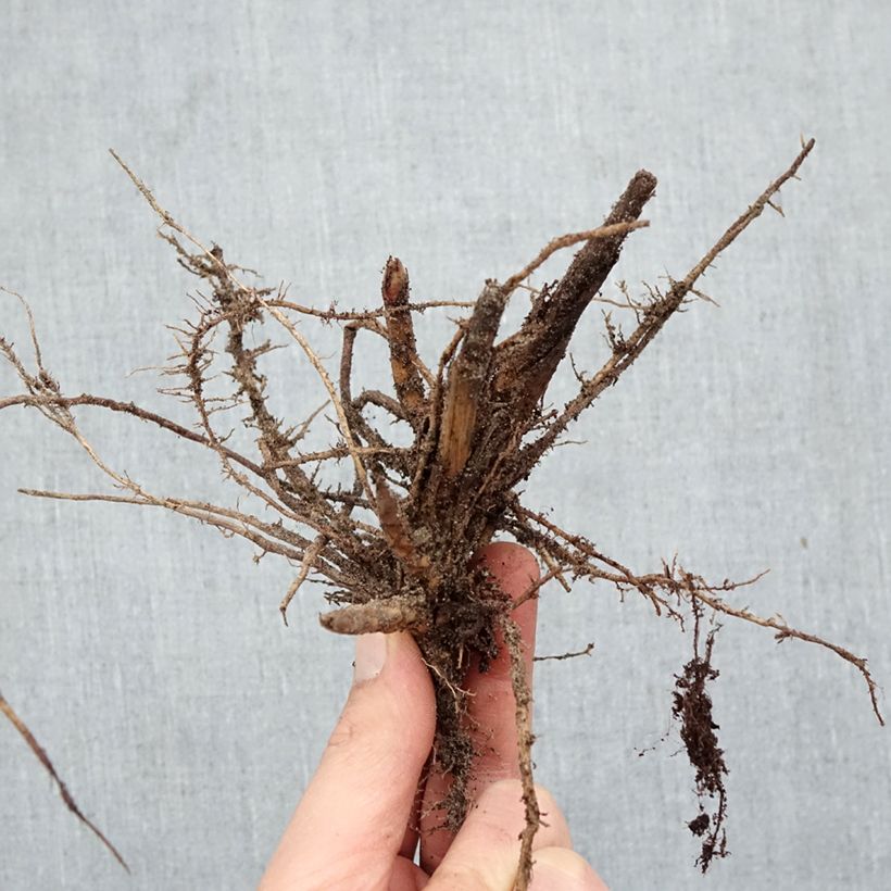Miscanthus sinensis Malepartus - Silvergrass Bare root sample as delivered in winter