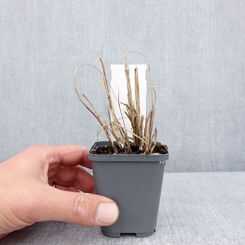 Miscanthus sinensis Morning Bright - Silvergrass 8/9 cm pot sample as delivered in spring