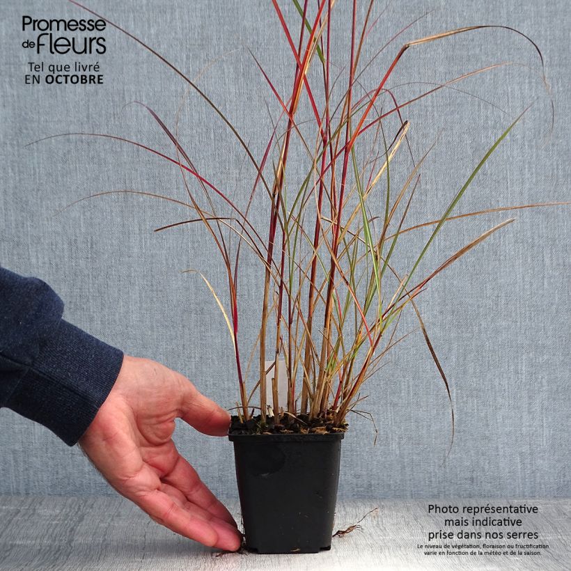 Miscanthus sinensis Nippon - Silvergrass 8/9 cm pot sample as delivered in autumn