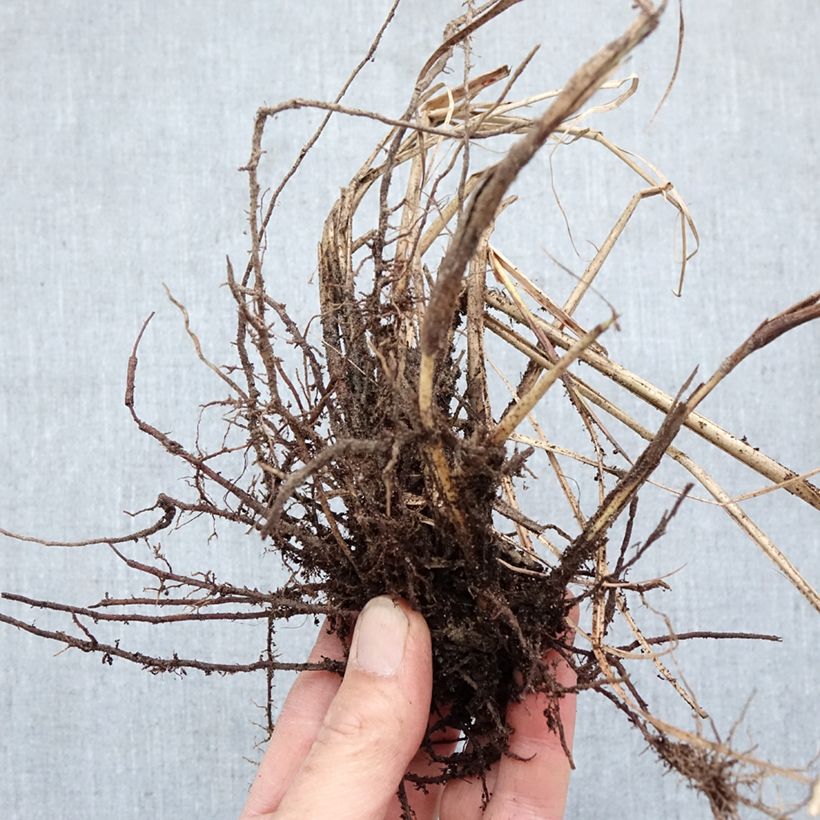 Miscanthus sinensis Red Chief - Silvergrass Bare root sample as delivered in winter