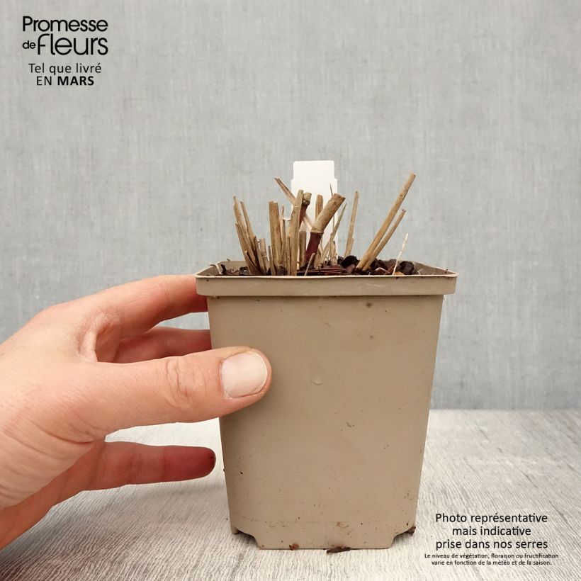 Miscanthus sinensis Sarabande - Silvergrass 8/9 cm pot sample as delivered in spring