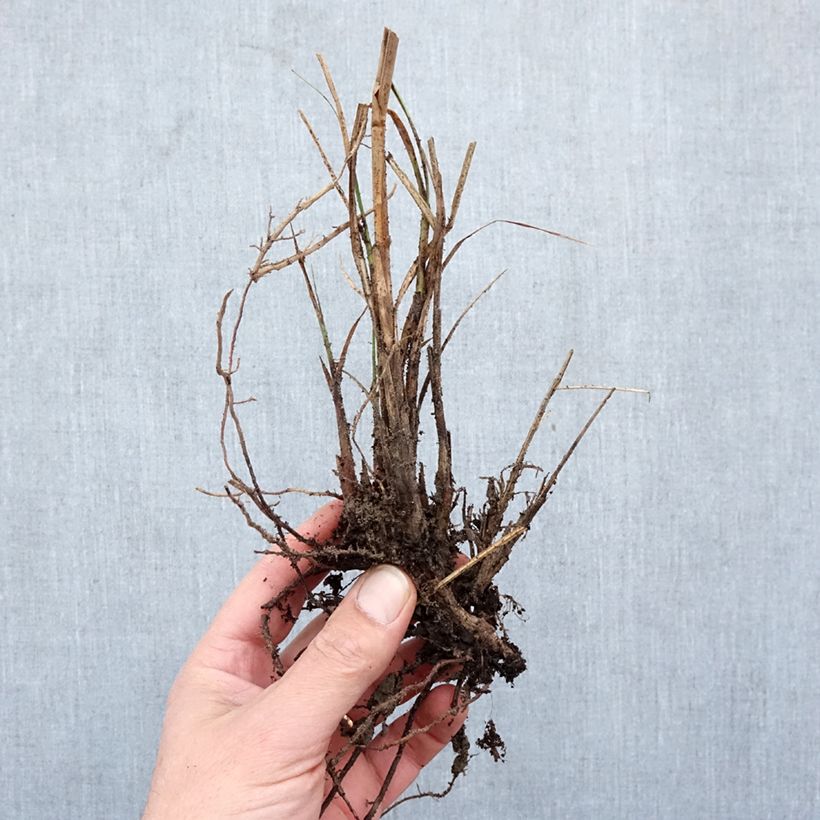 Miscanthus sinensis Yaku-Jima - Silvergrass Bare root sample as delivered in winter