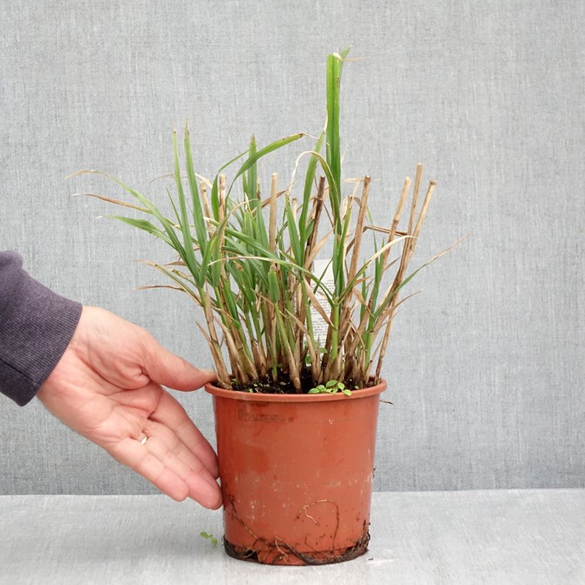 Miscanthus transmorrisonensis 1L/1.5L pot sample as delivered in autumn