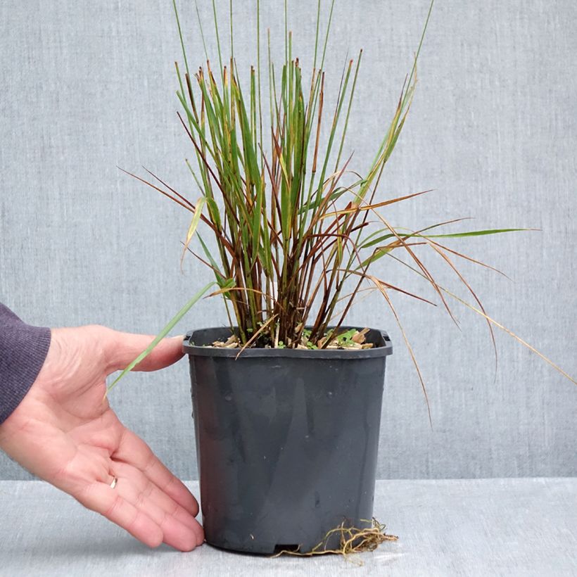 Molinia caerulea Edith Dudszus - Purple Moor-grass 2L/3L pot sample as delivered in autumn