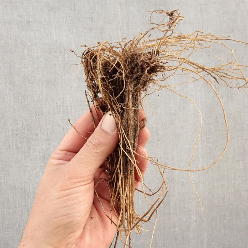 Molinia caerulea Edith Dudszus - Purple Moor-grass Bare root sample as delivered in winter