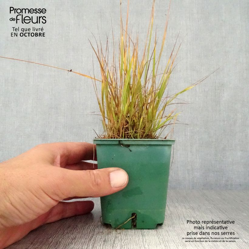 Molinia caerulea subsp. caerulea Heidezwerg - Purple Moor-grass 8/9 cm pot sample as delivered in autumn
