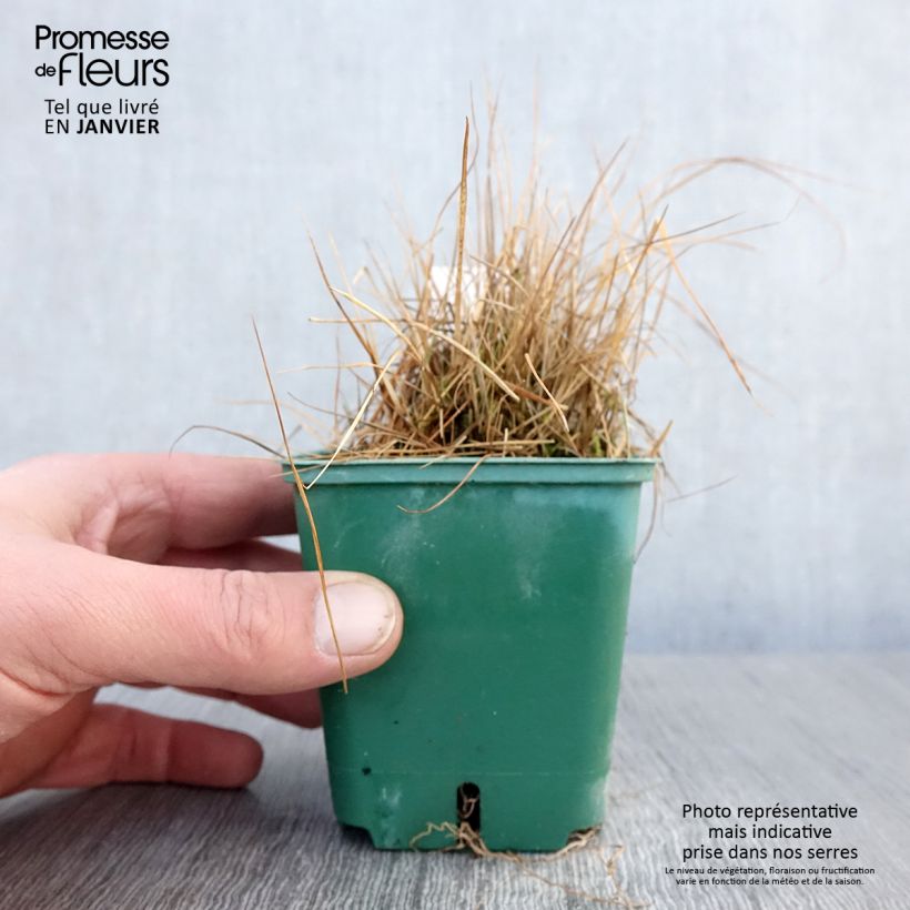 Molinia caerulea subsp. caerulea Heidezwerg - Purple Moor-grass 8/9 cm pot sample as delivered in winter
