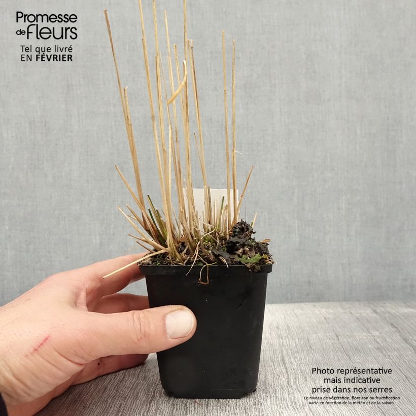 Molinia caerulea Moorflamme - Purple Moor-grass 8/9 cm pot sample as delivered in winter