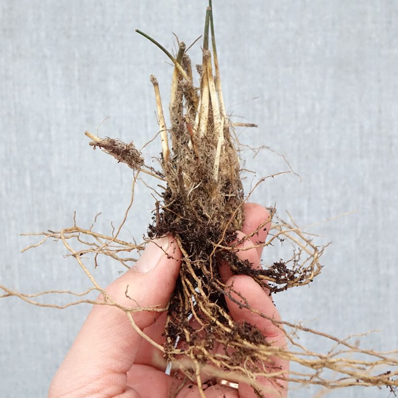 Molinia caerulea Moorhexe - Purple Moor-grass Bare root sample as delivered in winter