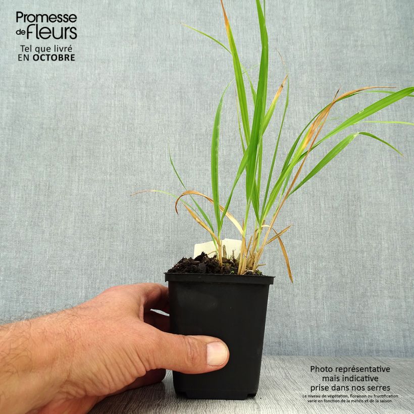 Molinia caerulea subsp. arundinacea Skyracer - Purple Moor-grass 8/9 cm pot sample as delivered in autumn