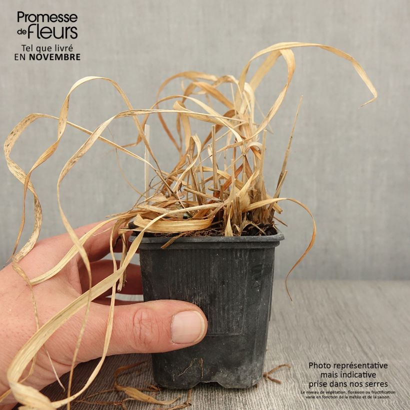 Molinia caerulea susbp. arundinacea Transparent - Purple Moor-grass 8/9 cm pot sample as delivered in autumn