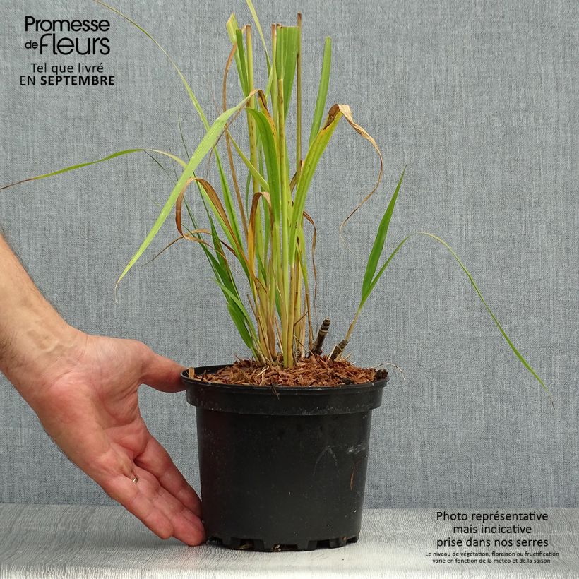 Molinia caerulea susbp. arundinacea Transparent - Purple Moor-grass 2L/3L pot sample as delivered in autumn
