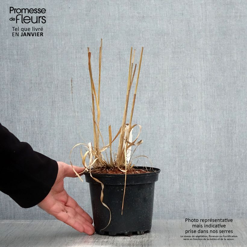 Molinia caerulea susbp. arundinacea Transparent - Purple Moor-grass 2L/3L pot sample as delivered in winter