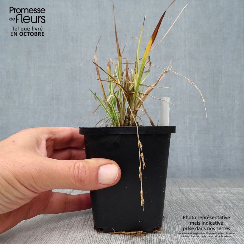 Molinia caerulea susbp. caerulea Variegata - Purple Moor-grass 8/9 cm pot sample as delivered in autumn