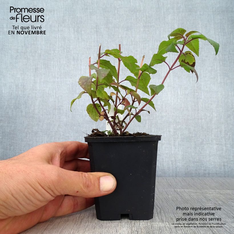 Monarda hybrida Blaustrumpf - Beebalm 8/9 cm pot sample as delivered in autumn