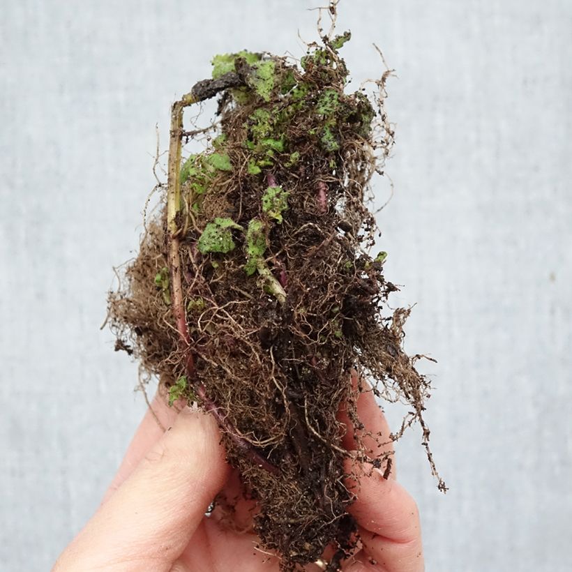 Monarda Cambridge Scarlet - Beebalm Bare root sample as delivered in winter