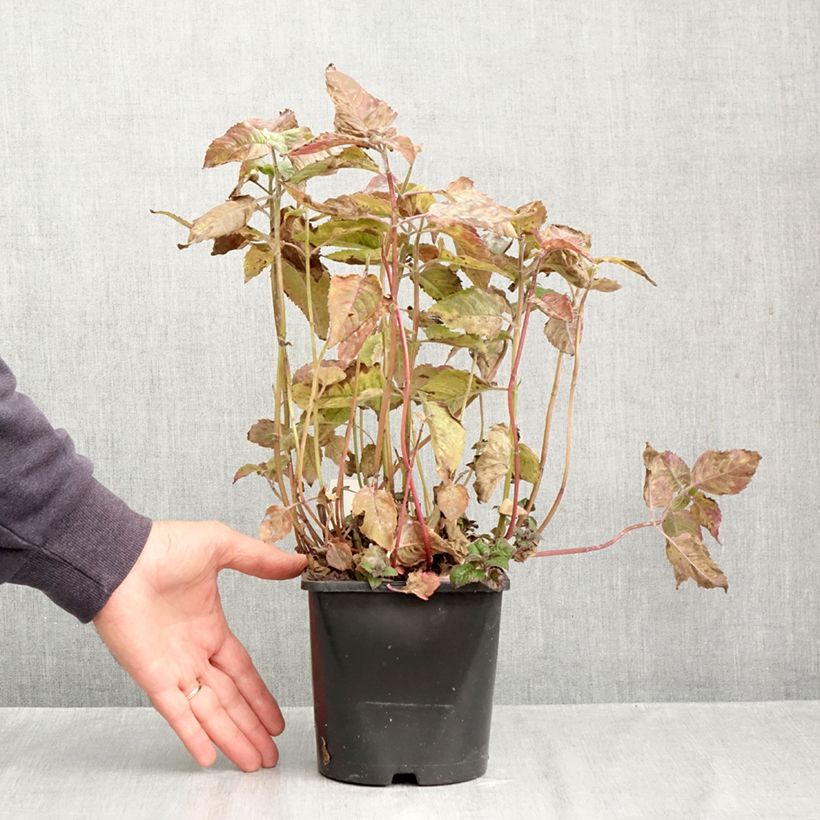 Monarda didyma Pink Supreme 1.5L/2L pot sample as delivered in autumn