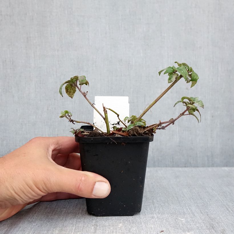 Monarda Melissa - Beebalm 8/9 cm pot sample as delivered in autumn